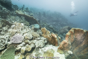 corals by Susanna Randazzo 